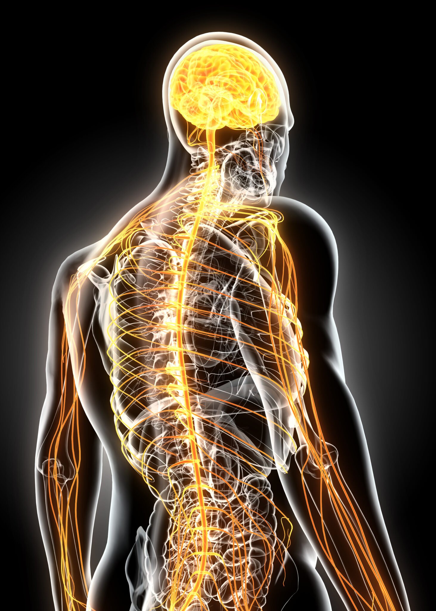 3d illustration male nervous system.
